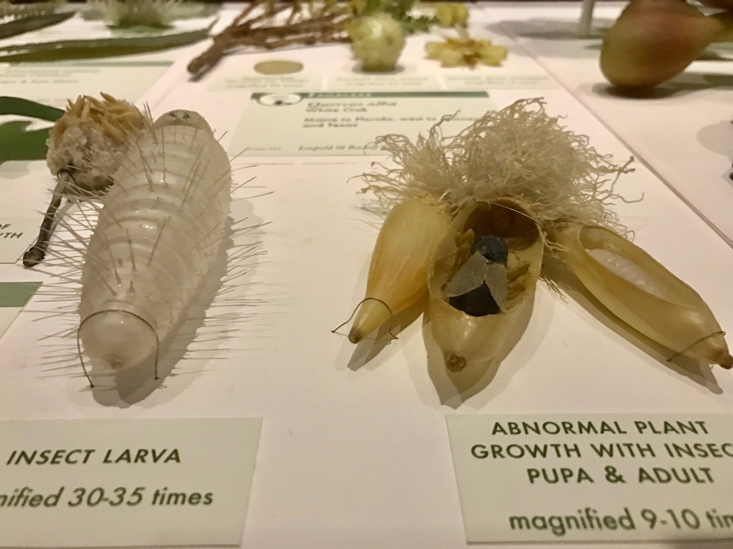 Glass larva
