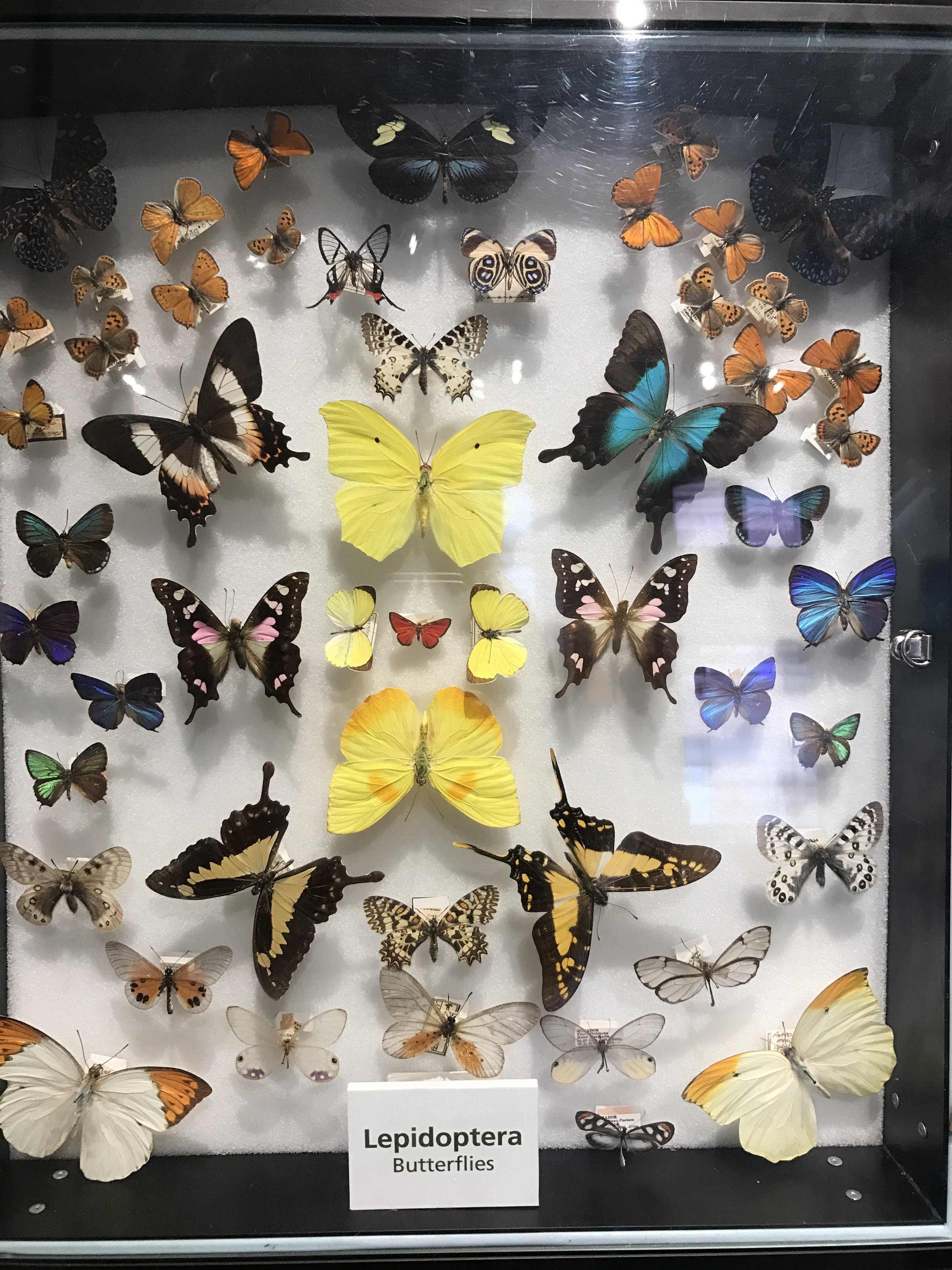 Beautifully displayed butterflies