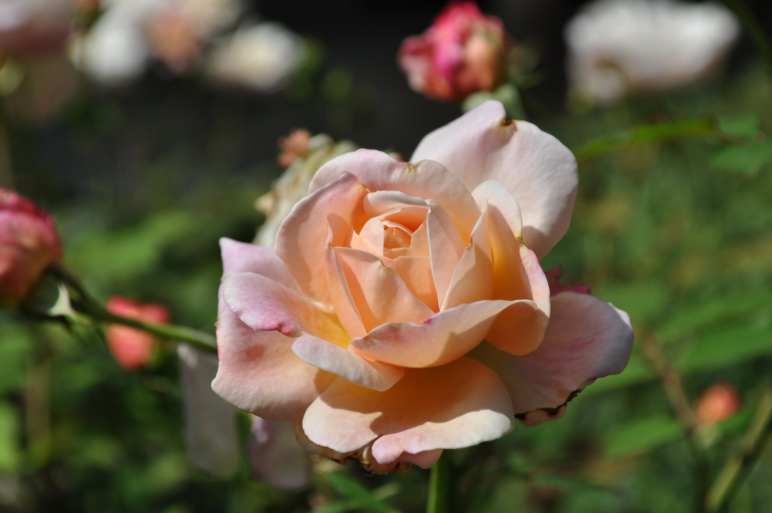 Marie Antoinette rose