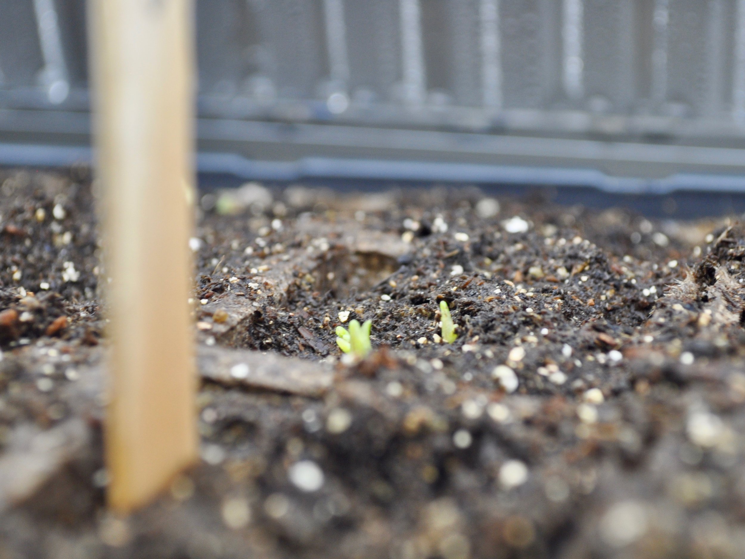 Starting Seeds Indoors | @beesandbubbles