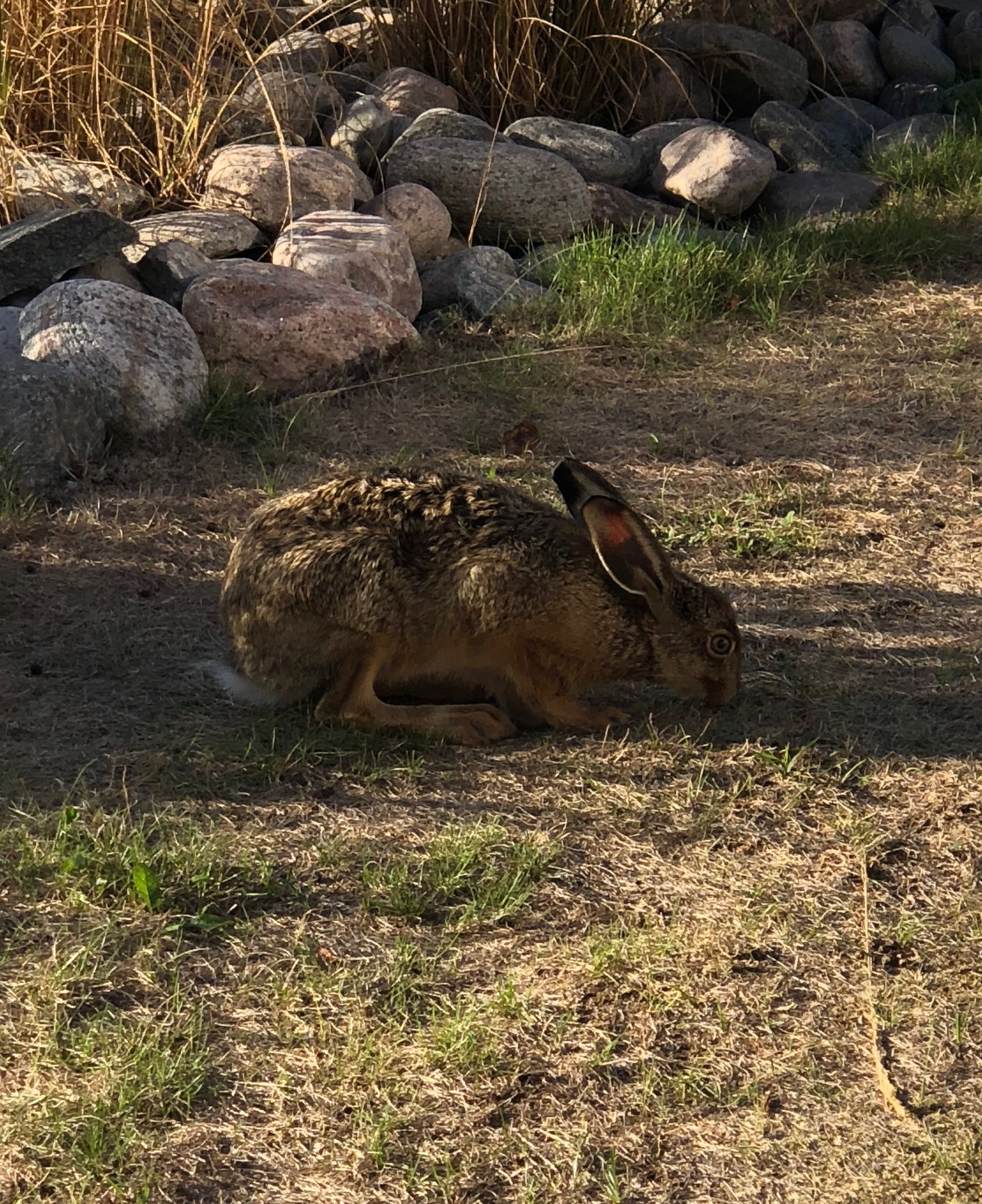 This is a hare (terrifying)