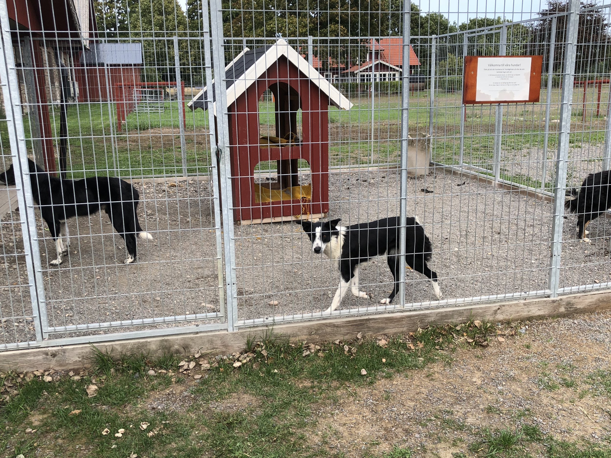 Probably the coolest thing here was the border collies, whom we saw out in the fields, herding the sheep