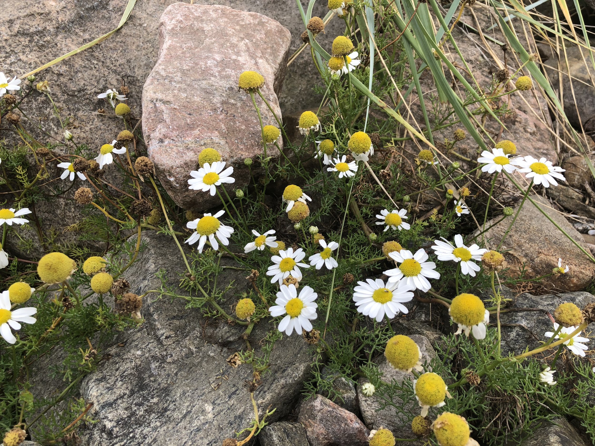 Swedish wildflowers