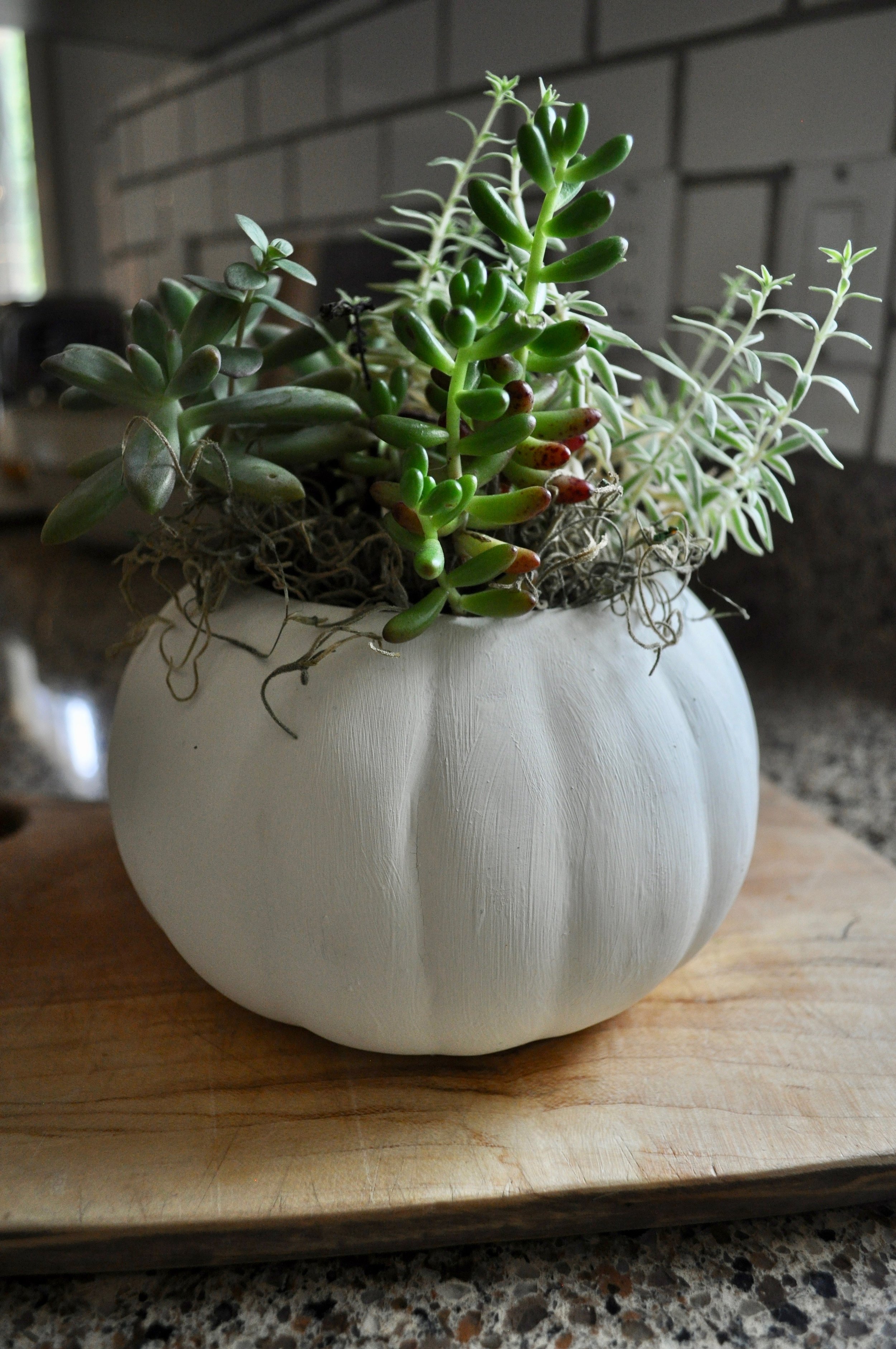 Succulents in a white pumpkin