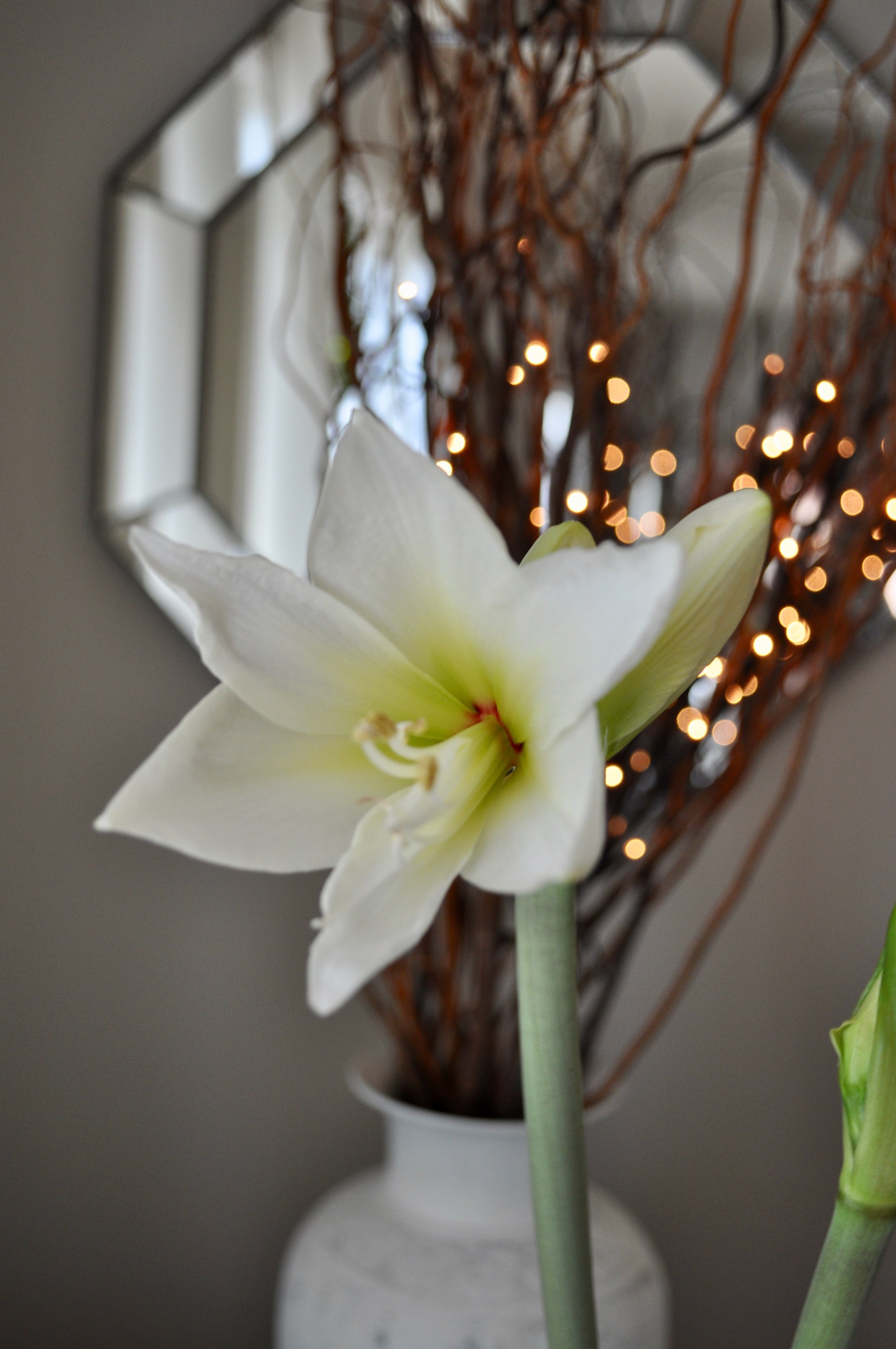 A blooming amaryllis