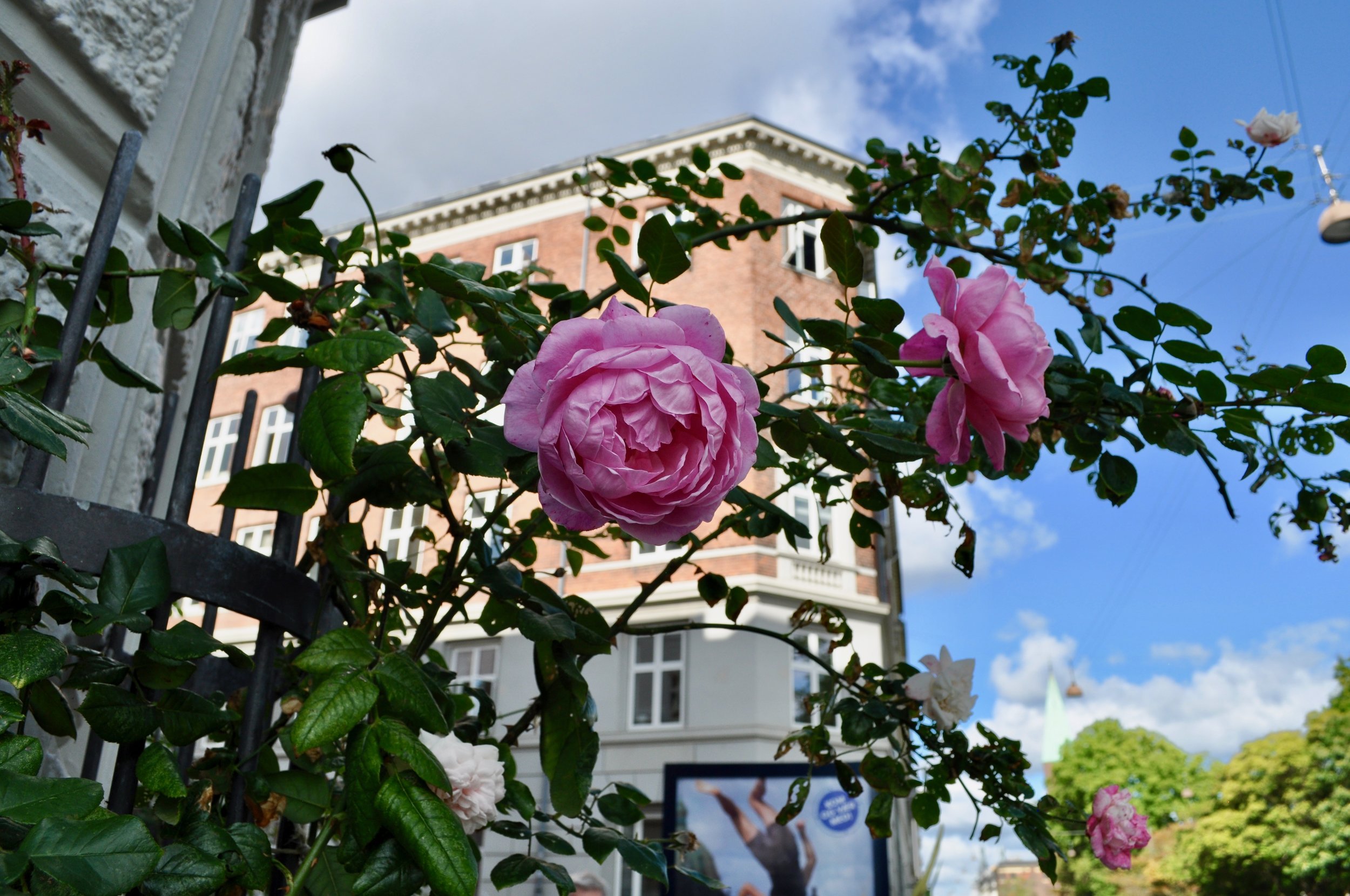 Roses grace the sidewalks