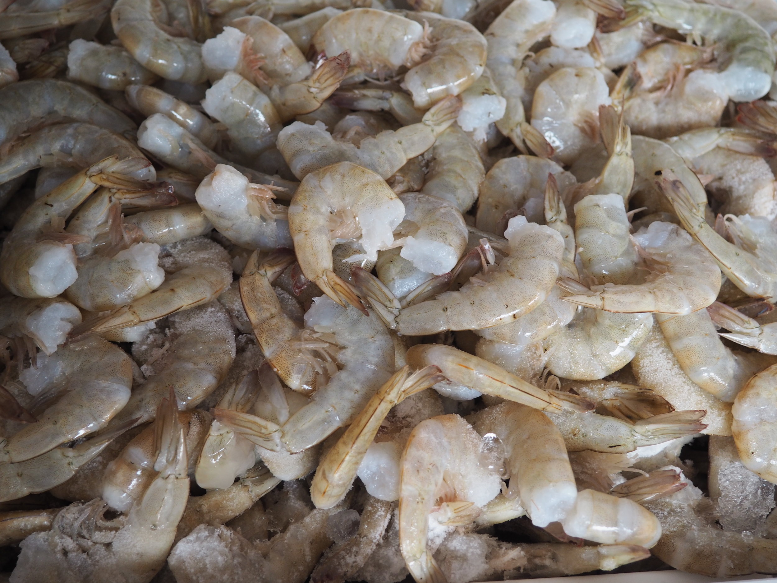 Puerto Vallarta fish market