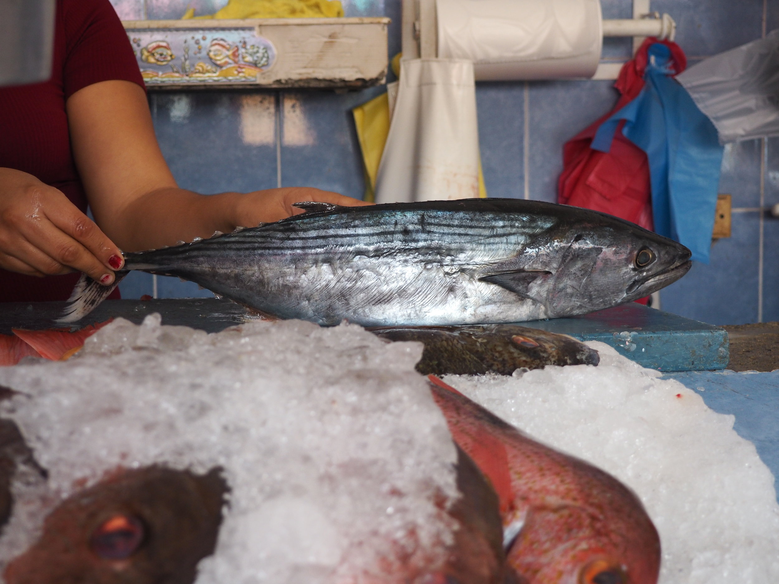 Bonita fish, which we used for ceviche