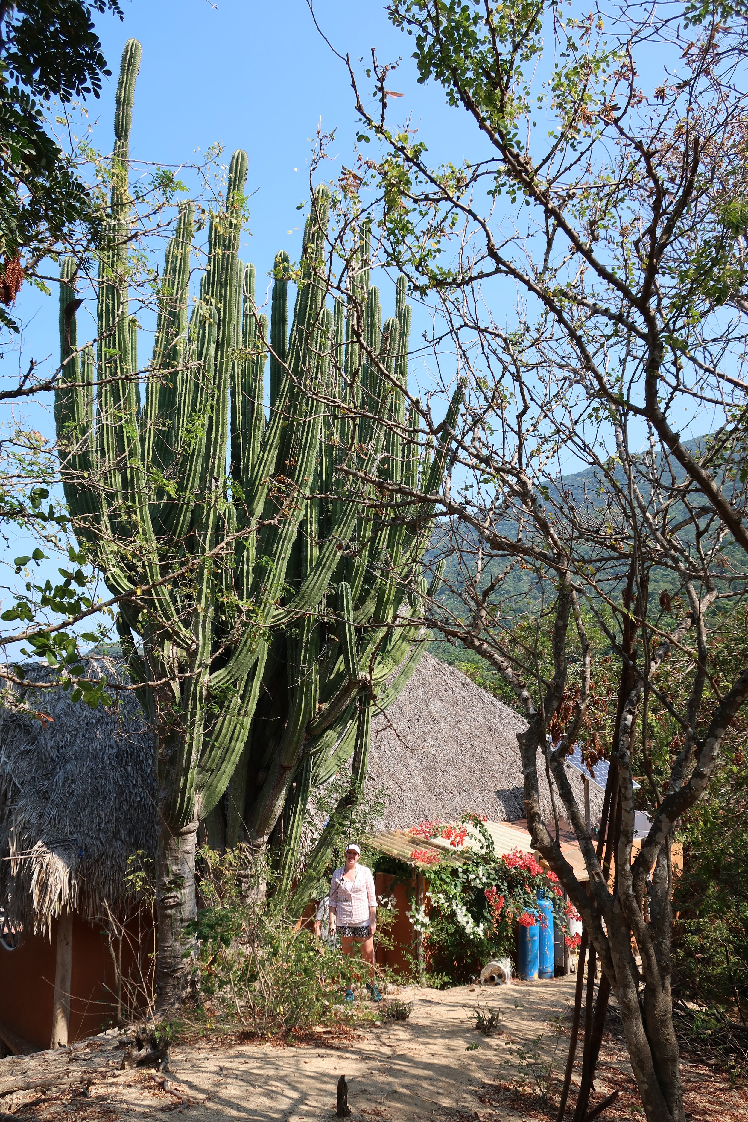 Casa Cactus is so-named for a specimen cactus that juts out from the top of the palapa, as viewed from the ocean