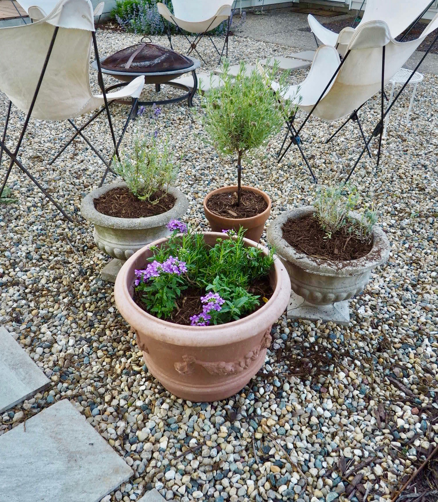 Lavender, verbena and rosemary container plants