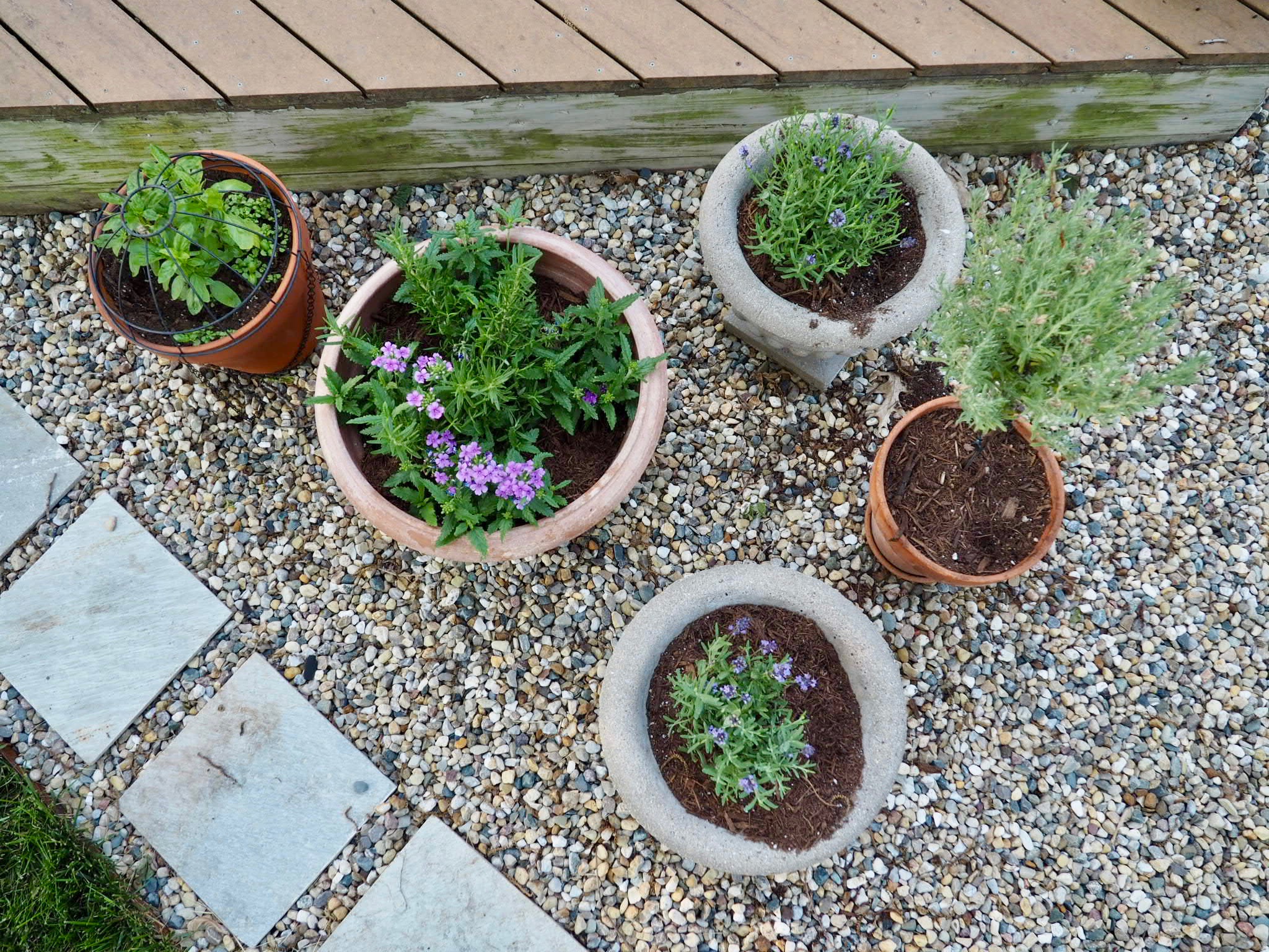 Basil, rosemary, lavender and verbena