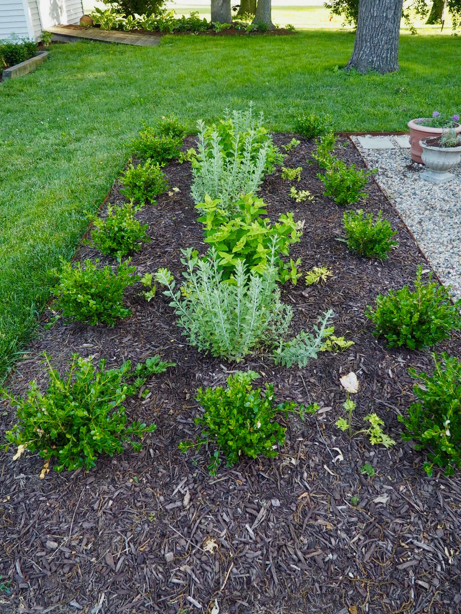 Boxwood parterre with Russian sage and hypericum shrubs