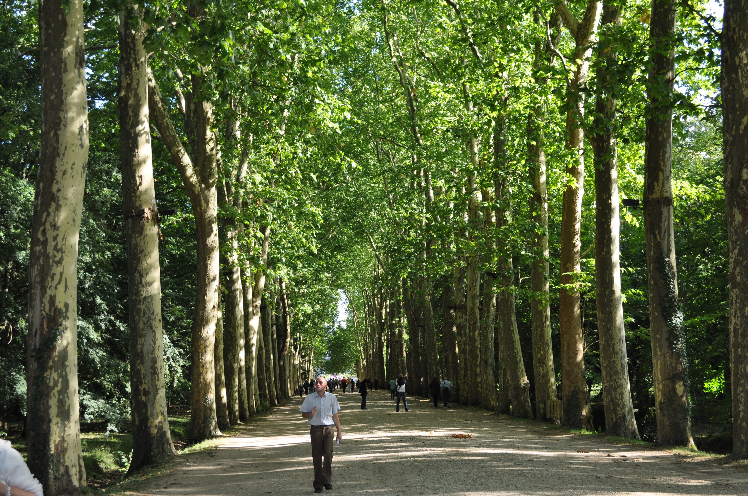 Classicism amid trees at Chenonceau