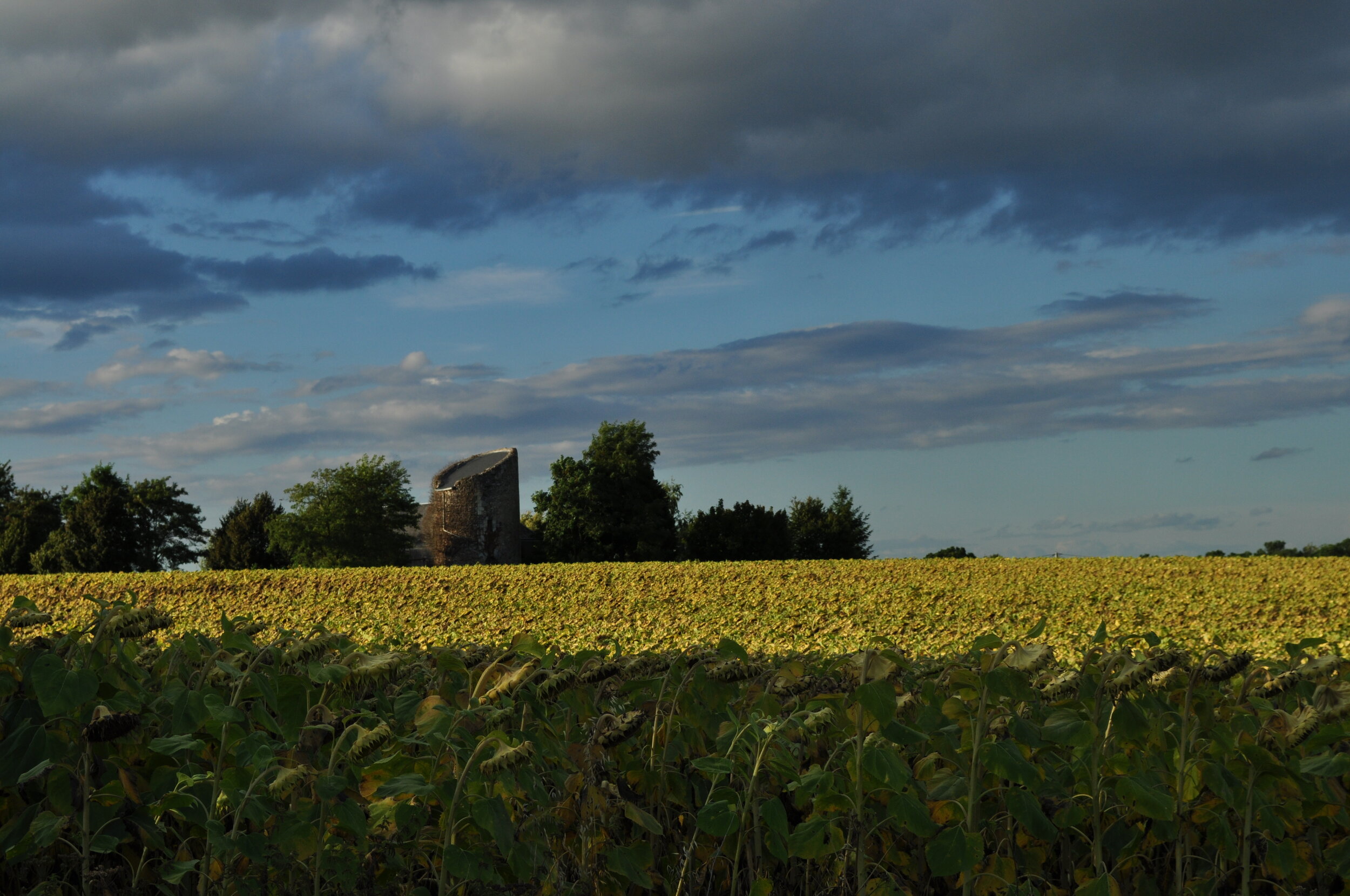 Sunflower fields in the Loire Valley