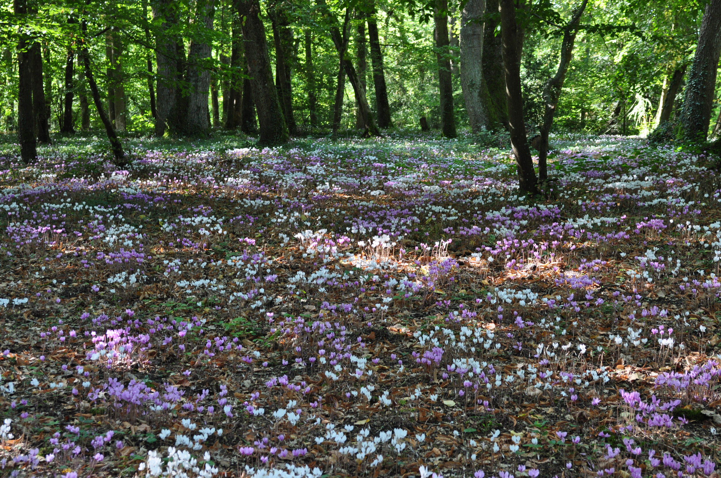 Forest floor covered with cyclamen in September