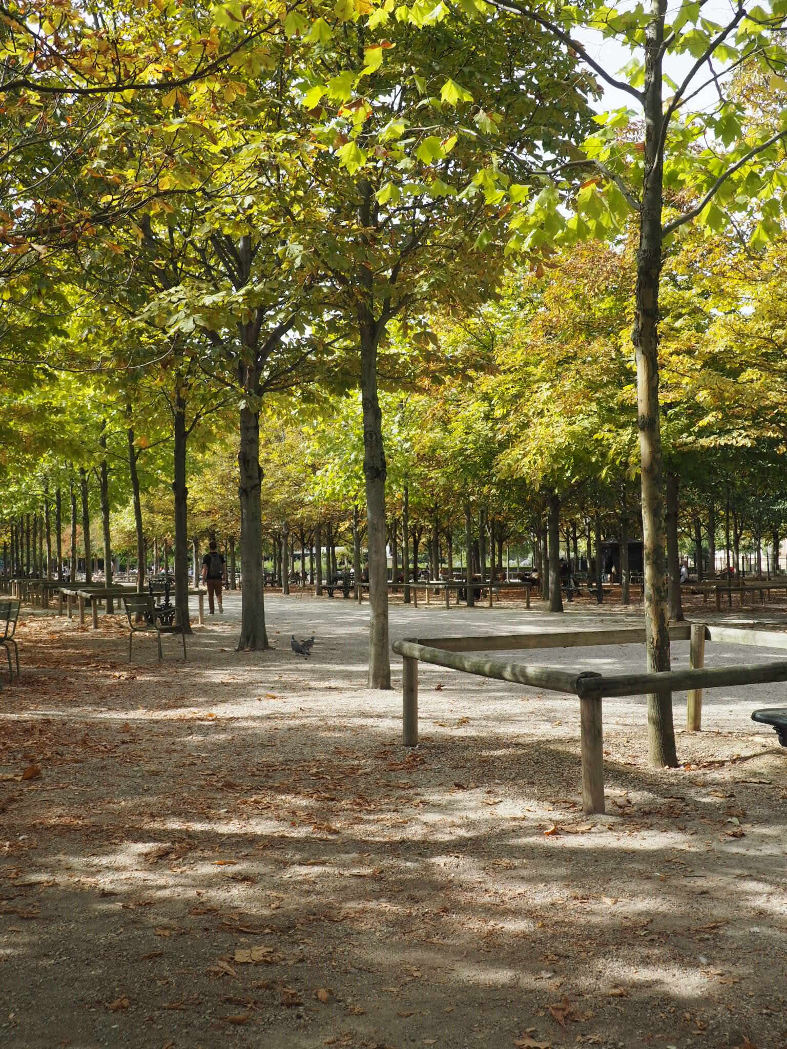 Plane trees in the Luxembourg Gardens
