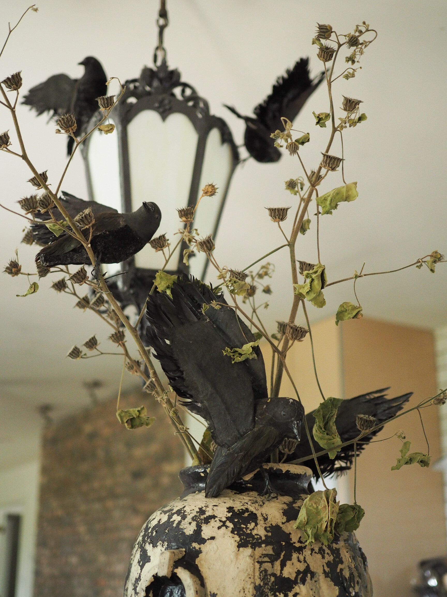These black birds have descended upon our kitchen island