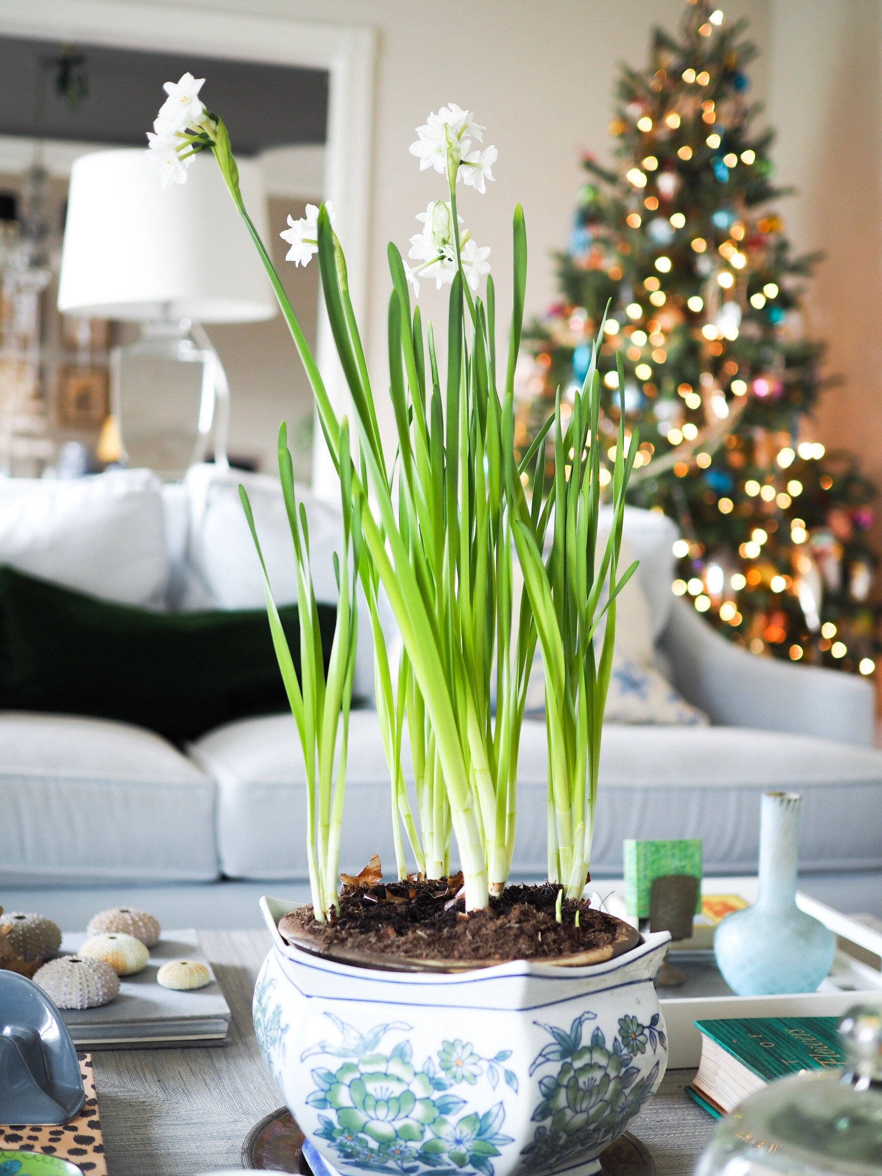 Forcing Paperwhites Indoors | @beesandbubbles