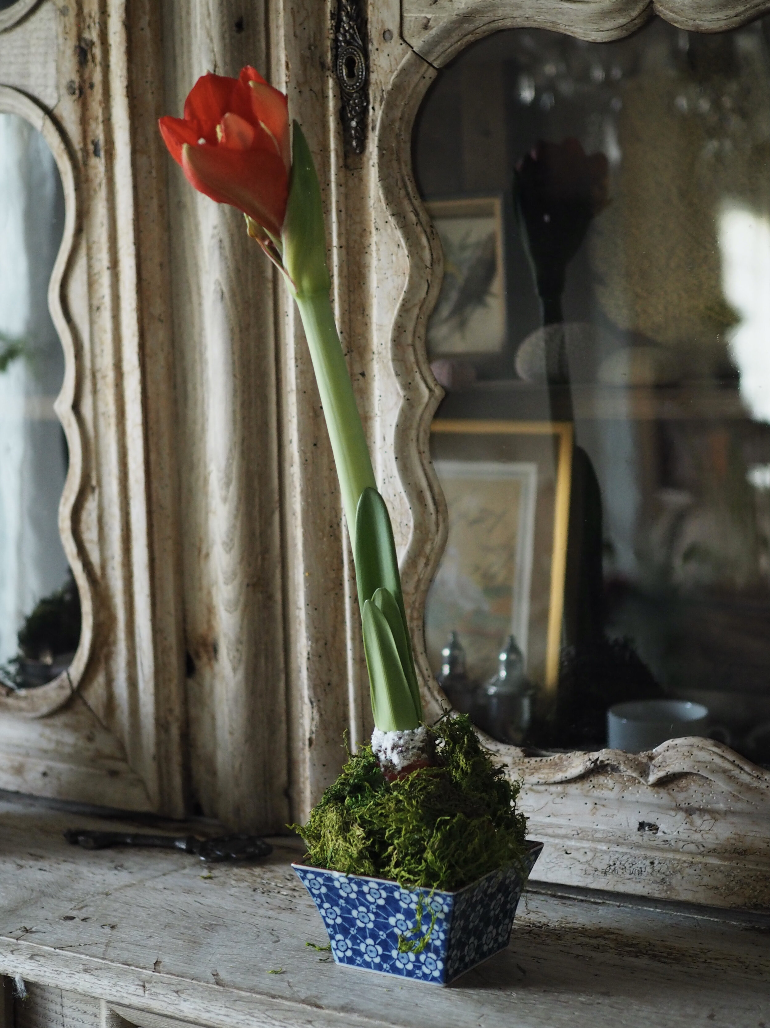 This wax-dipped amaryllis bulb needs no watering to bloom!