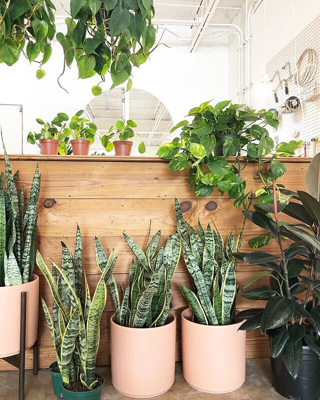 Filling the shop with so many plants and adding them to our website 🌿🌿 Contactless Curbside Pick Up available ⚡️⚡️ Order on our website and pick the day for pick up !

#contactlesspickup #contactless