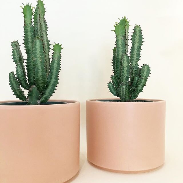 More plants added to our website and some 👌 planters ⚡️⚡️ #ceramicplanter #houseplantsofinstagram