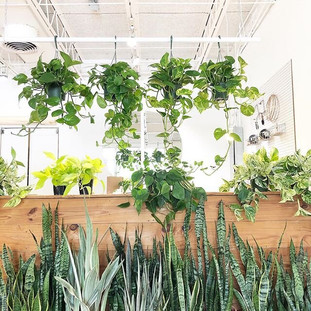 It&rsquo;s the beginning of a new week at the shop and we are ready to lift your spirits with some plant love 🌿🌿❤️
Remember our current adjusted hours...
11-5 Wednesday-Saturday.
12-4 Sunday