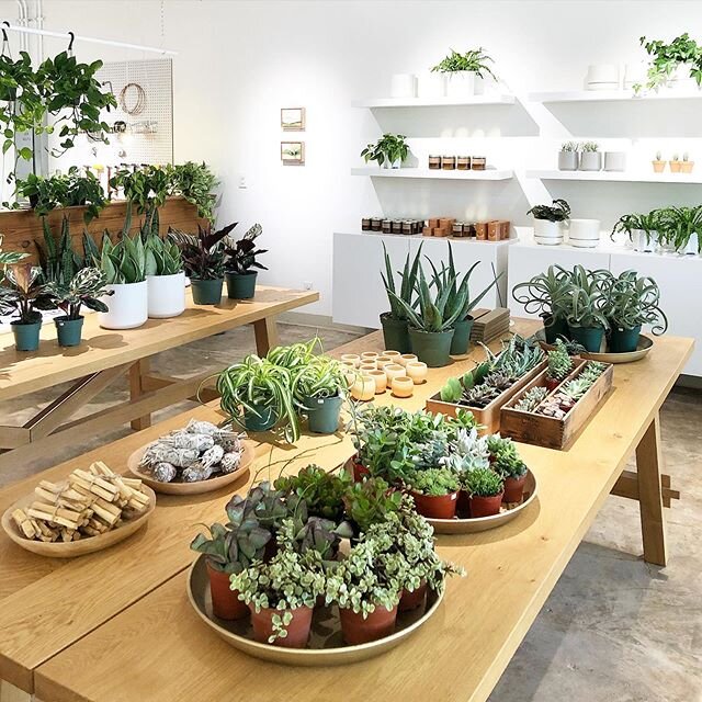 OPEN for business 🌿🌿 We are handpicking plants each week to offer a great selection of the best plants available. Our goal is to provide the best quality and most unique house plants for everyone. We do the hard work for you 🙌 Our selection is bas
