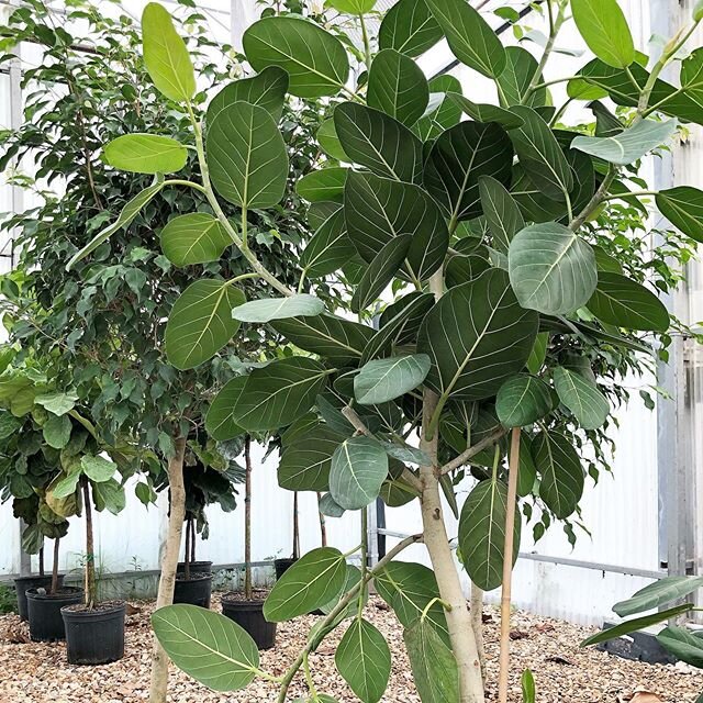 Gorgeous #ficusaudrey hanging out at our greenhouse supplier 🌿 let us know if you are looking for something big and special 🌴🌴