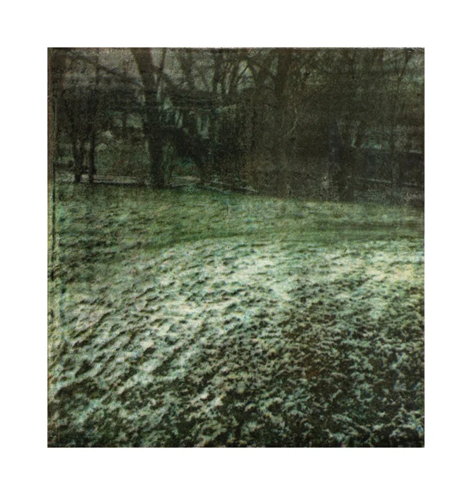 Snowy Lawn