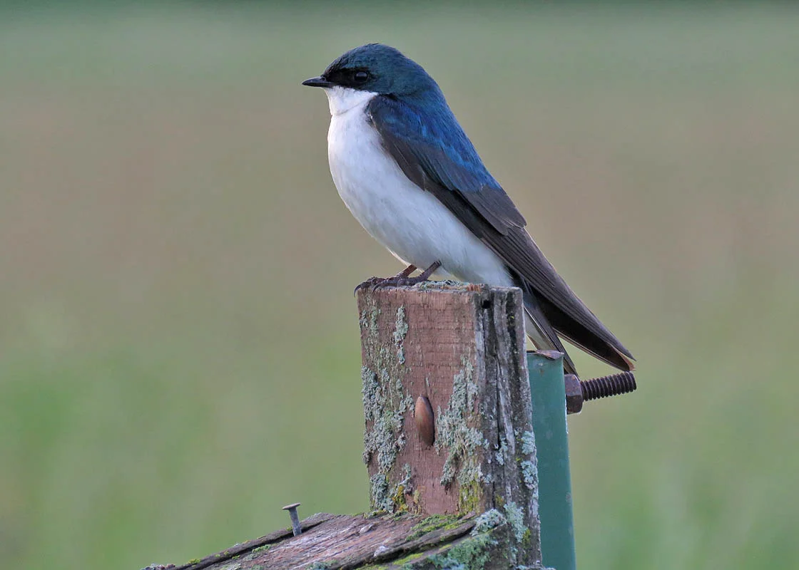 Tree Swallow are acrobatic, brave birds that love to eat lots of insects.