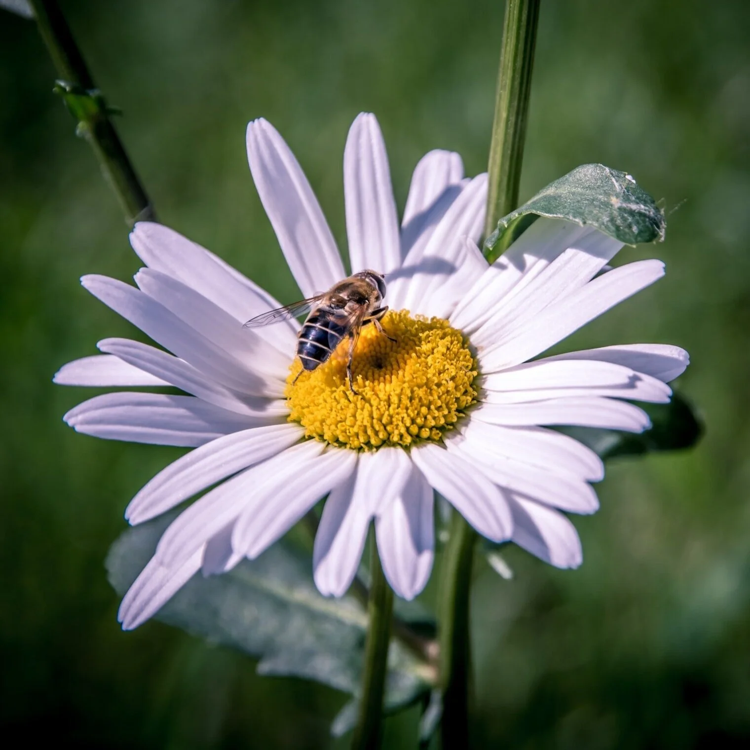 Speaker Series: Honey Bee 411 with Gerard Schubert&nbsp;(Postponed)