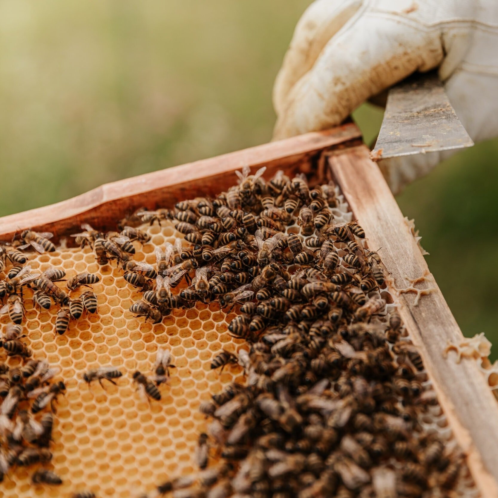 Speaker Series: The Art of Beekeeping with Gerard Schubert
