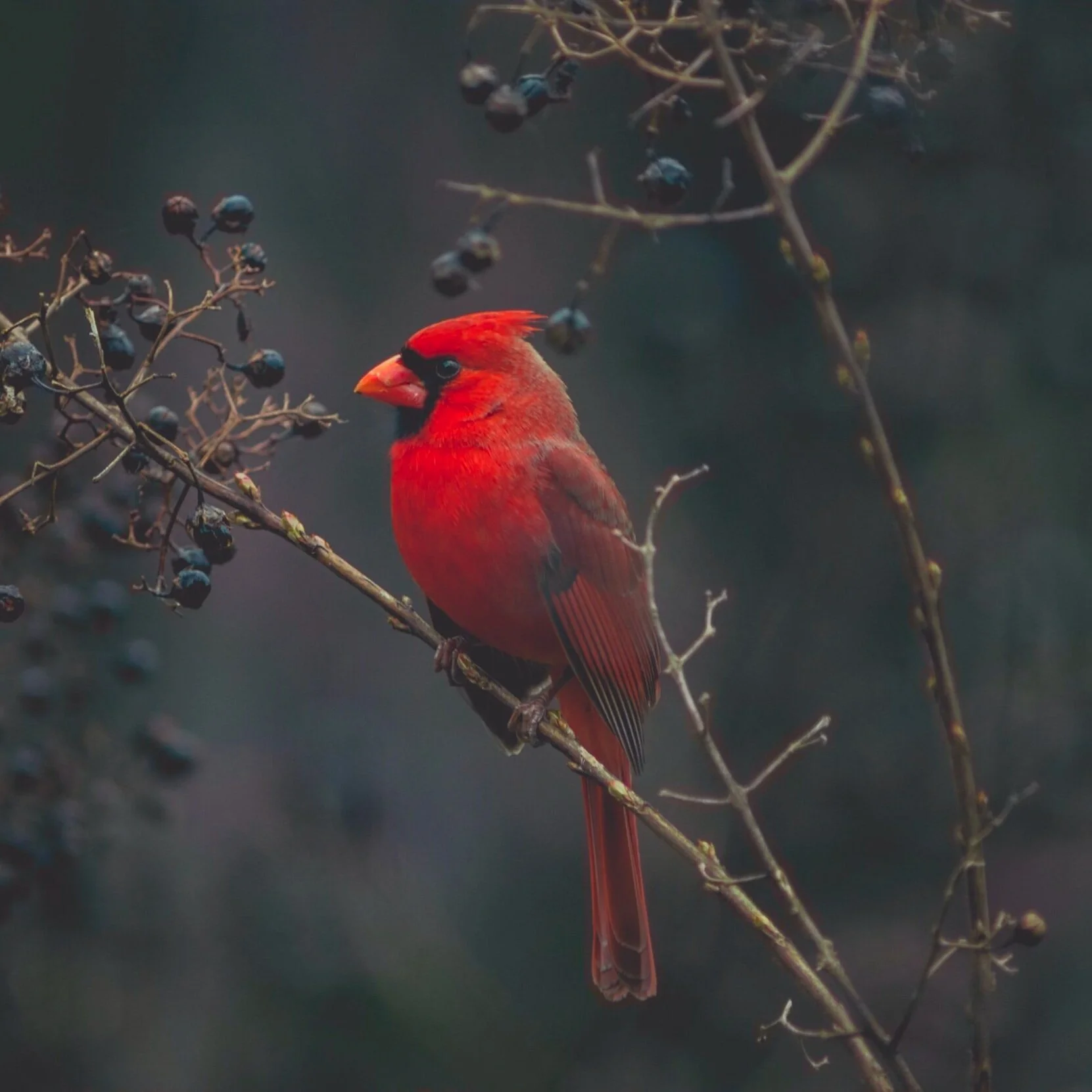 Bird Fest 