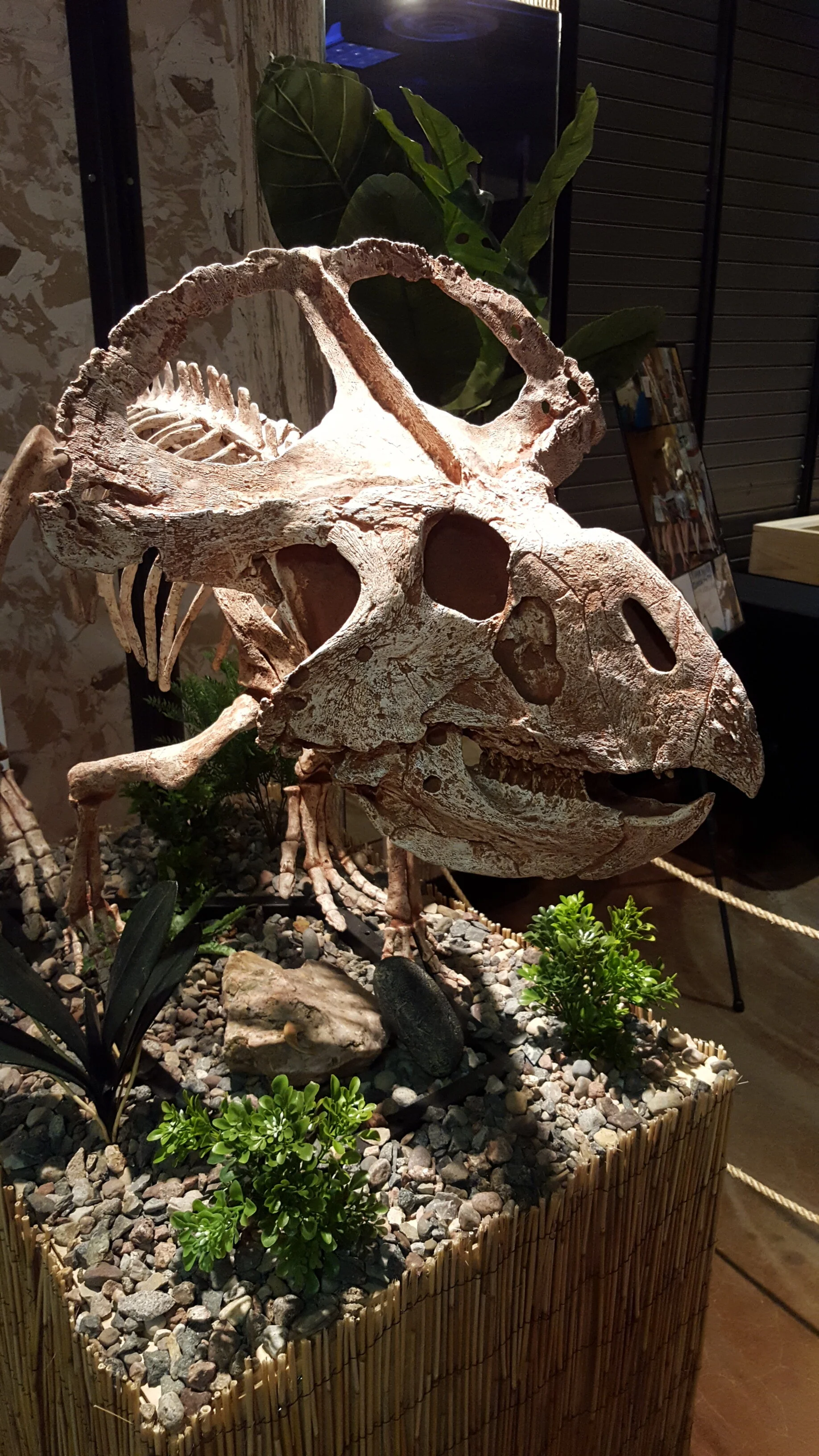 Protoceratops.jpg