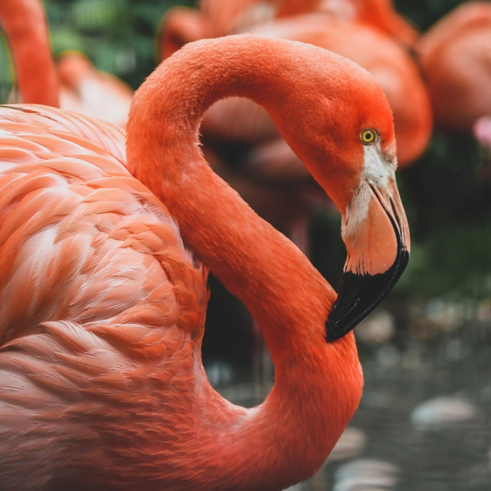 Pink Flamingo Bingo