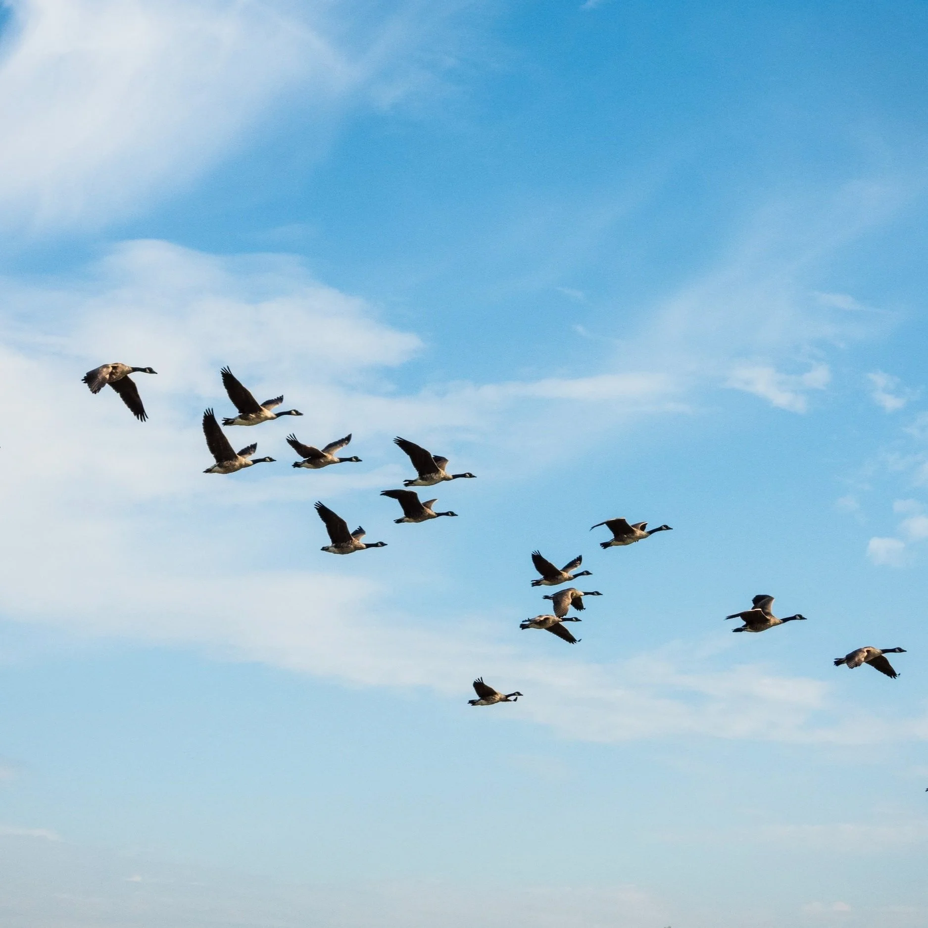 Green Lake Bird and Nature Club Meeting 