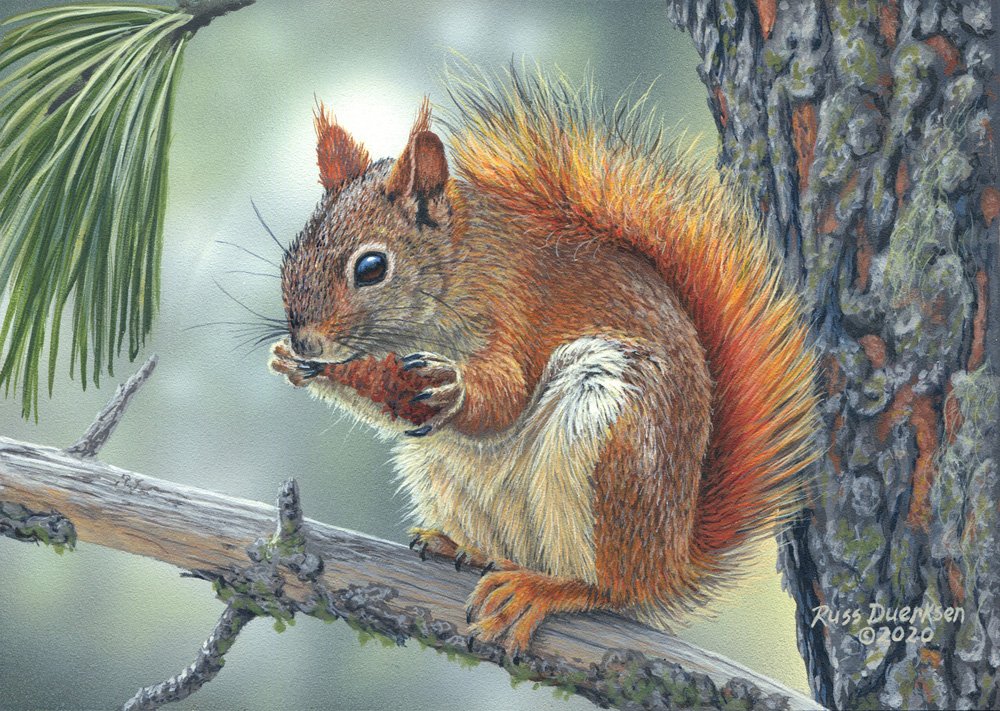 Red Squirrel.jpg