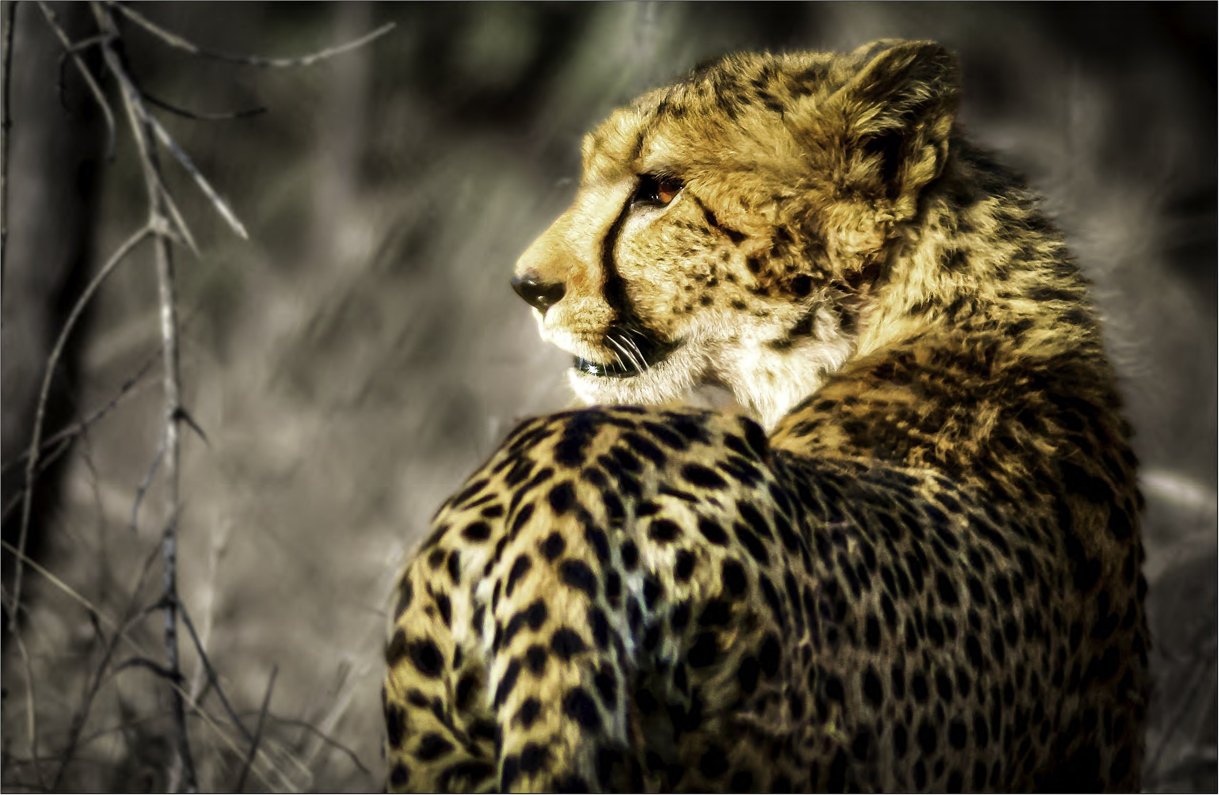 Cheetah-4-Edit.jpg