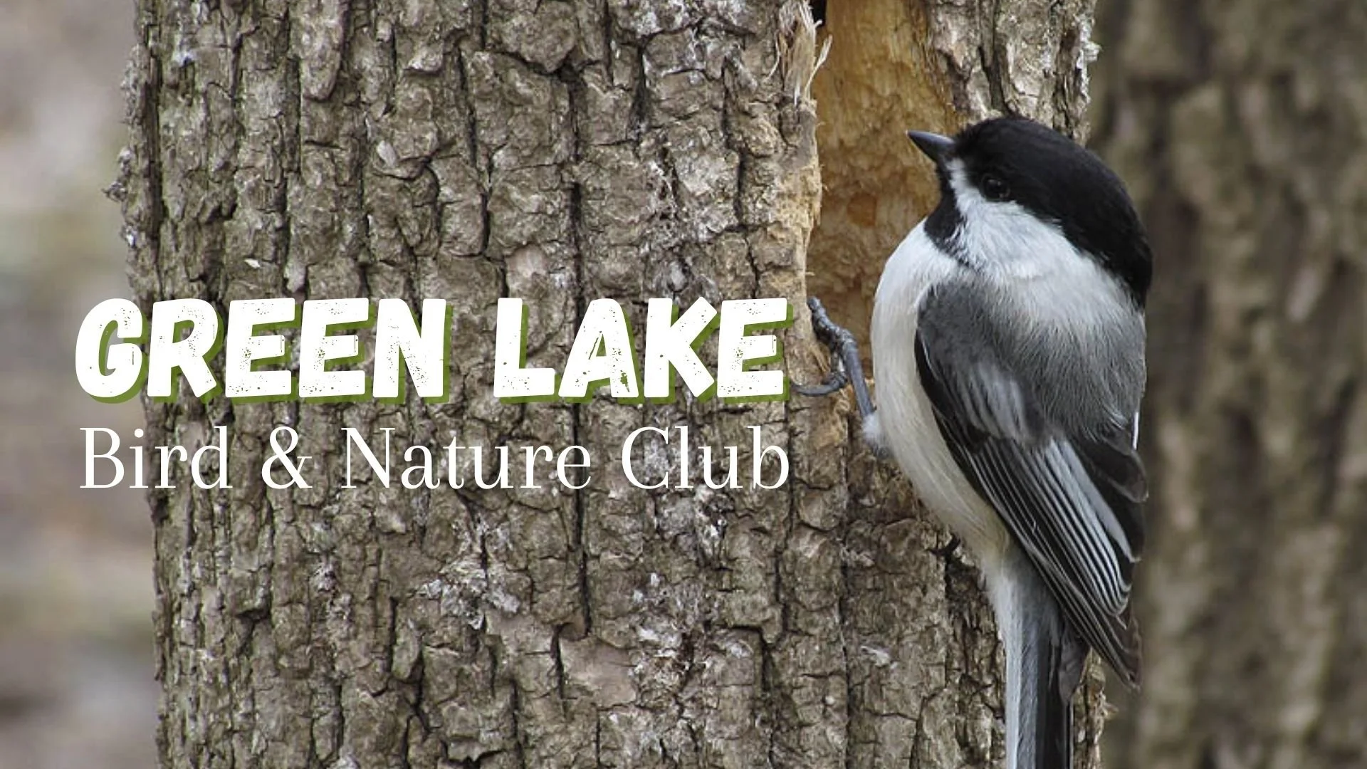 Green Lake Bird & Nature Club graphic featuring a black-capped chickadee perched on a tree.