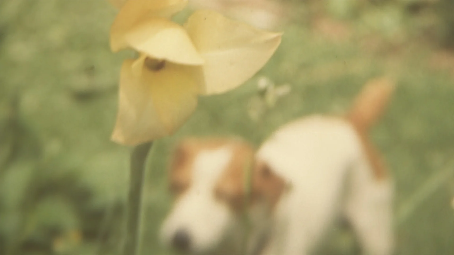 dog and flower.jpg