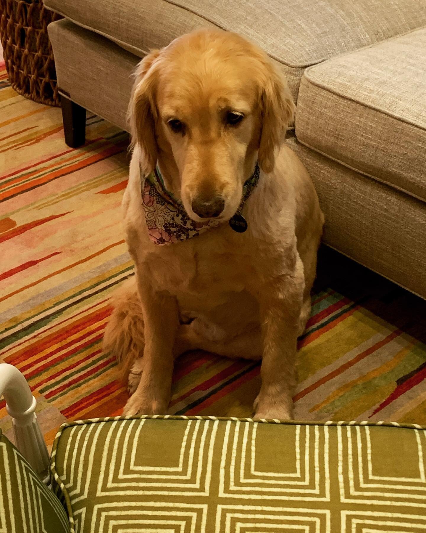 This is Bonnie&rsquo;s Monday face. At least she&rsquo;s sitting on a fun rug from @christianemillinger and @kravet.lj.bf.portland fabrics.