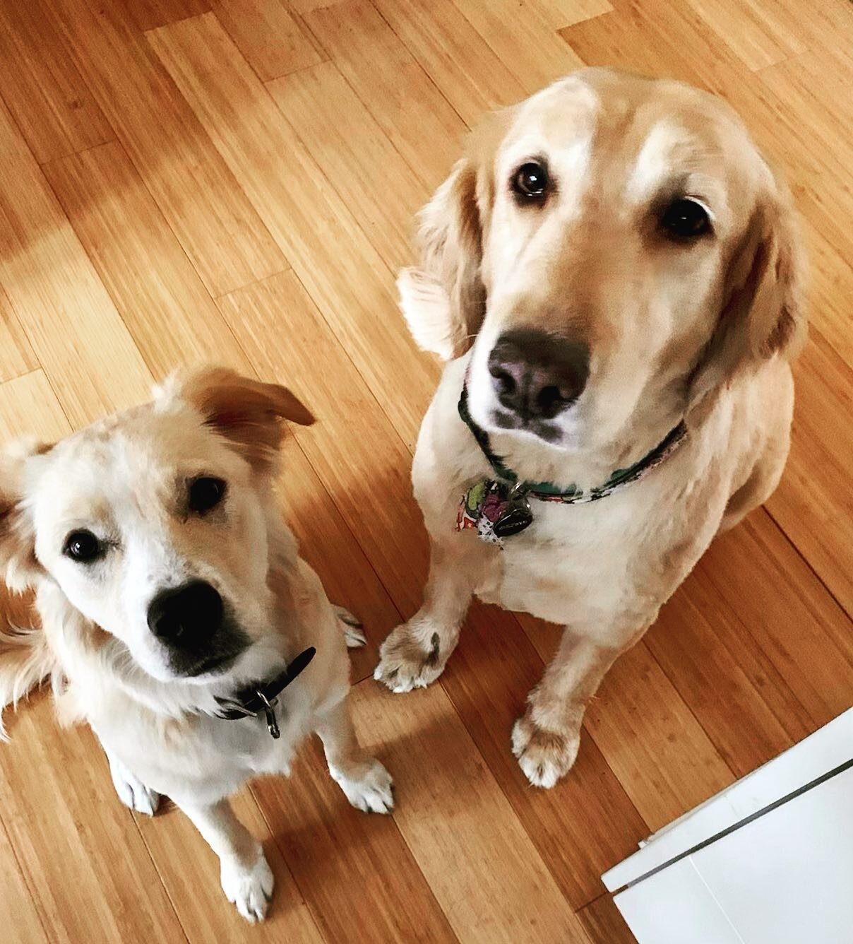 Bonnie and her prot&eacute;g&eacute;, Chicky, (AKA Chicken Nuggets) with their &ldquo;We&rsquo;re happy it&rsquo;s Friday now give us the damn treats&rdquo; faces. We hope your Friday is a treat!