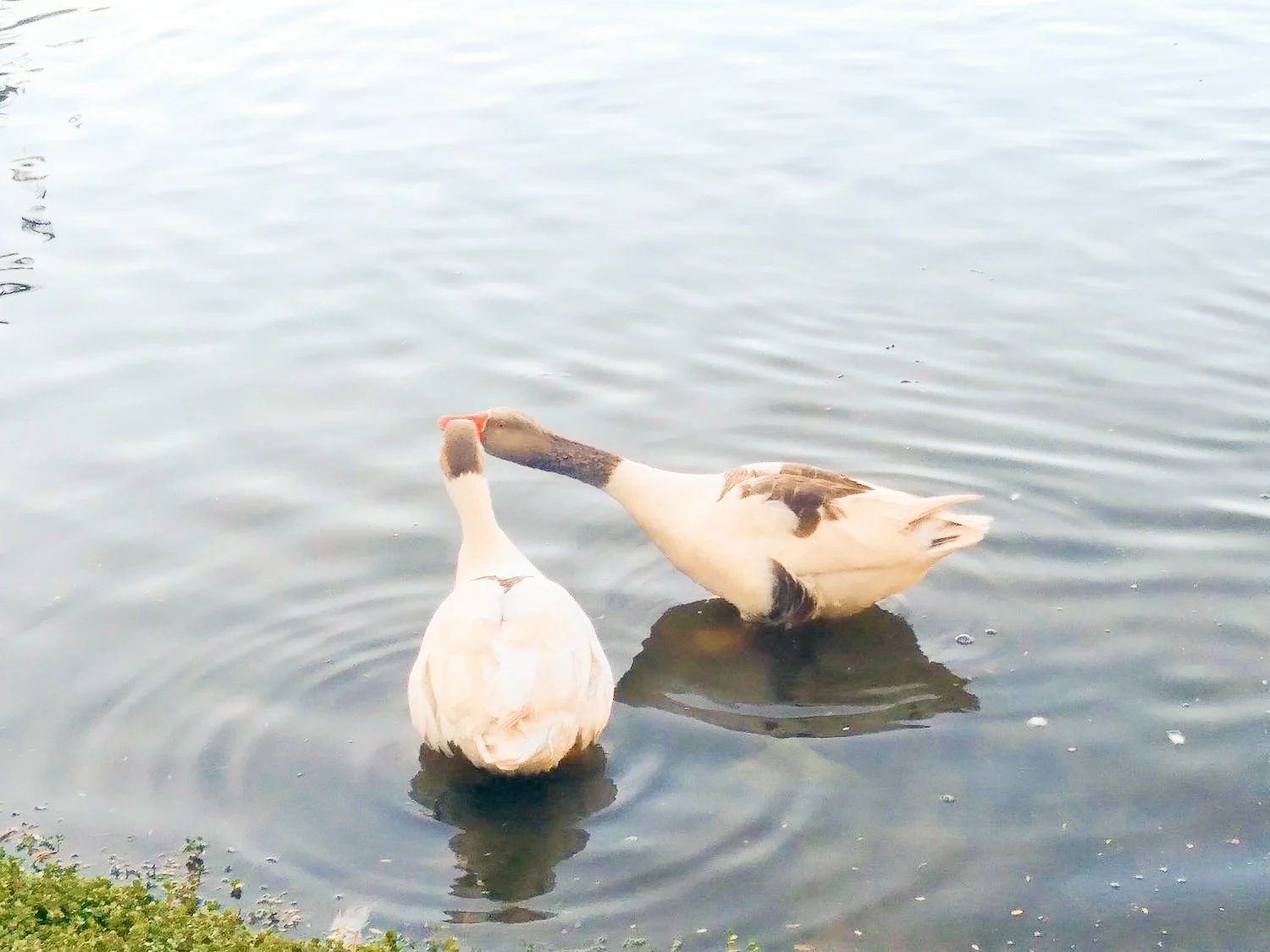 A Duck, a Beach, and a Toast to Steve: Finding Laughter in Grief