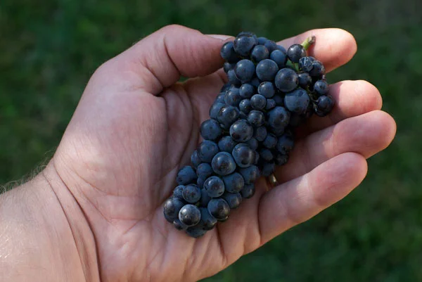 Birichino-ST-Georges-PinotCluster2011-600.jpg