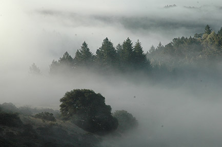 Radio-Coteau-winegrowing_fog.jpg