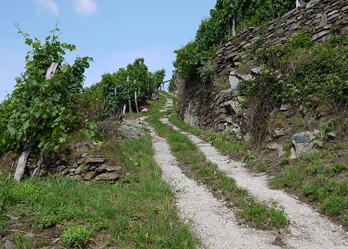 winemonger-hogl_bruck_path.jpg