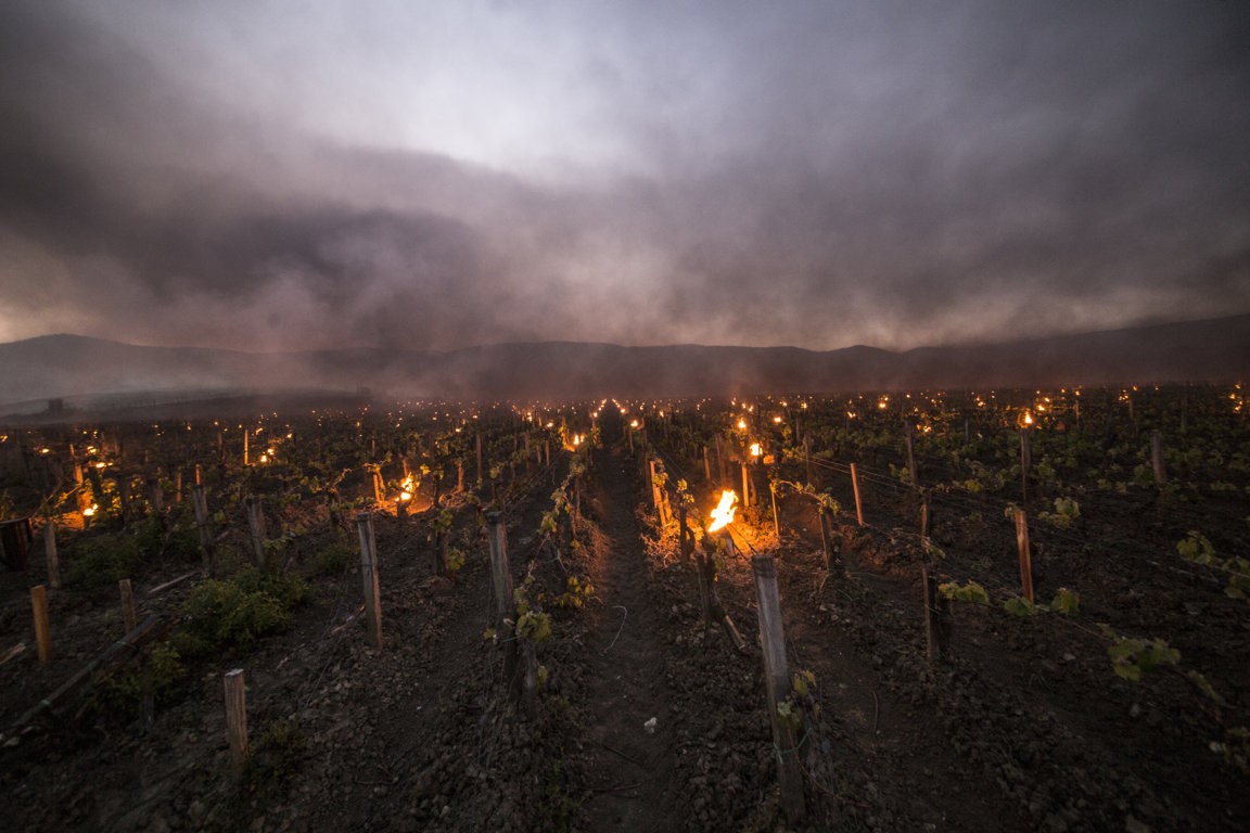 Trinoro vineyard close up with torches Spring 2019 2.jpg