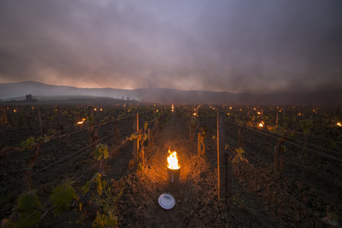 Trinoro vineyard close up with torches Spring 2019 3.jpg