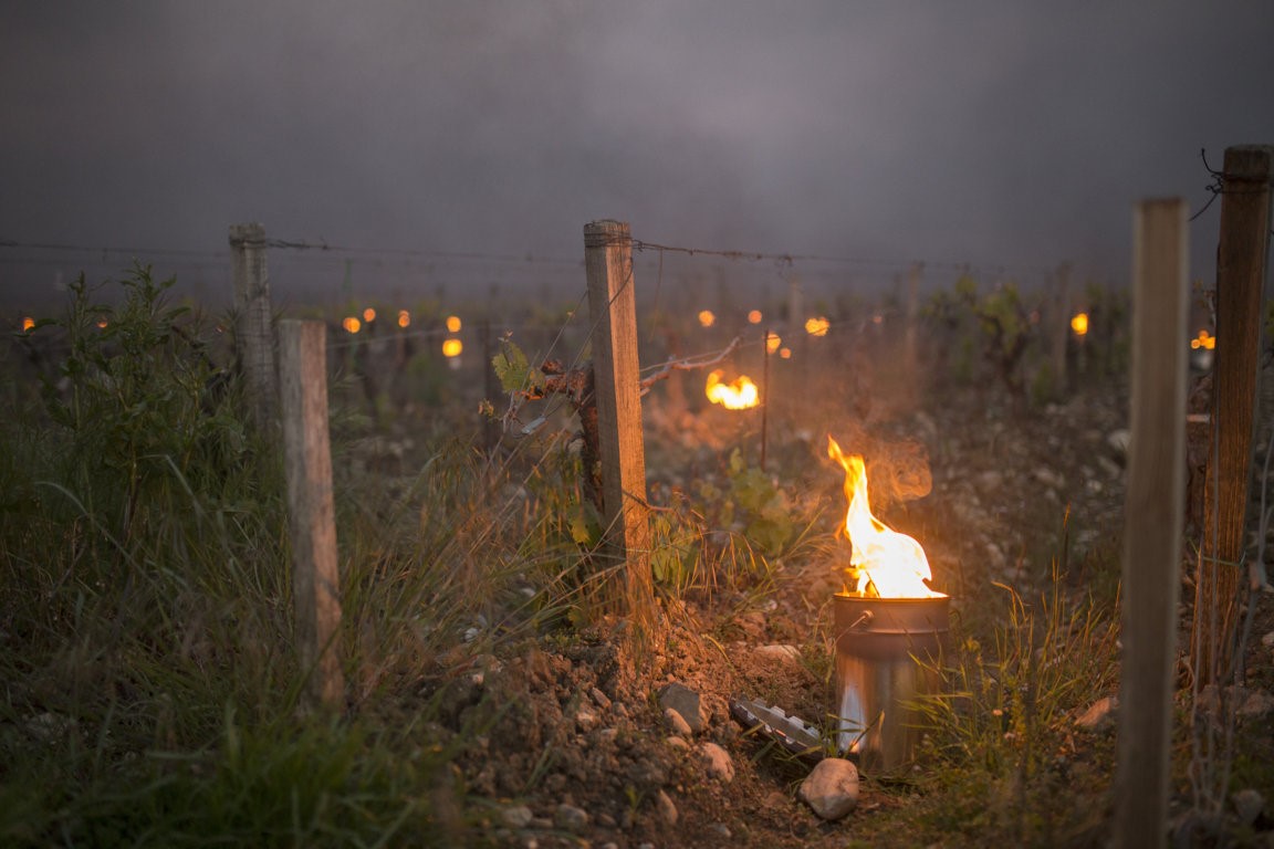 Trinoro vineyard close up with torches Spring 2019 4.jpg