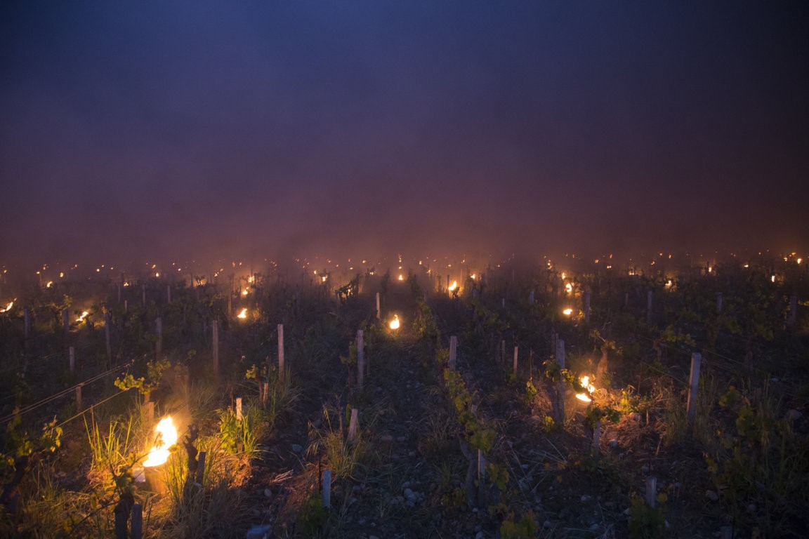 Trinoro vineyard close up with torches Spring 2019.jpg